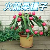 台灣現貨【火龍果種子】紅龍果種子 仙人掌果種子 麒麟果種子 盆栽 園藝 自種 新鮮 高發芽率 新手易種植