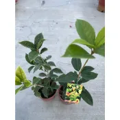植系青屬-珍珠五彩桂花/四吋盆