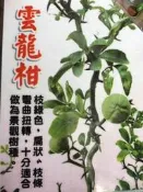 ╭＊田尾玫瑰園＊╯盆景素材-(雲龍柑)高25cm450元/株