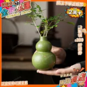 星選⭐小青柑陶瓷葫蘆插花瓶茶室茶桌裝飾品招財擺件花器插花器茶室花瓶