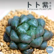🌵✧植得栽✦【卜卜紫】百合科/玉露/阿福花科/十二卷/多肉植物/玉露錦/百合/植栽/多肉/十二之卷/園藝