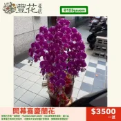 💫豐花花店 網路 花店 婚喪喜慶 喪禮 開幕 蝴蝶蘭 蘭花 花籃 鮮花 告別式會場 盆栽 雲林 台中 彰化 南投 殯儀館