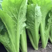 隔日到貨🥬【春菜種子】芥菜種子耐寒性強/低溫發芽快/播種30天可採收/四季種植/生長整齊度高/連續採收外葉/節省種植空間