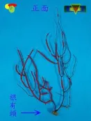 寶物石坊】新刊登~天然海樹~海鐵樹~編號1081~沒加工處理~寄居蟹攀爬~魚缸造景~室內擺設~裝飾道具~diy材料＃貝殼