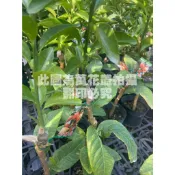 ☆萬花叢★水果苗【砂糖橘(嫁接苗)】★4吋黑軟盆★25-50cm☆