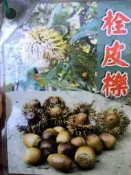╭╭＊田尾玫瑰園＊╯新品種樹種-(栓皮櫟)高30cm500元
