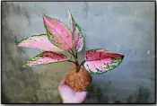亞蔓妮粗肋草( 苔球 手作水苔球植物 梔子花  小葉赤楠 雪茄  火鶴花 虎尾蘭 )