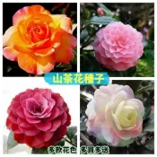 現貨現發💥【山茶花種子】限時搶購 💯正品精品茶花種子 盆栽花卉綠植 四季長青 陽臺庭院易活開花不斷 多買多送