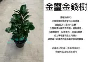 心栽花坊-金璽金錢樹/金璽雪鐵芋/3.5吋盆/觀葉植物/室內植物/綠化植物/售價240特價200