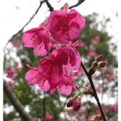 🌸植plant & flower ~ 山櫻花  緋寒櫻  櫻花苗
