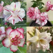 【沙漠玫瑰種子】高發芽率 耐旱植物 珍稀重瓣品系 多肉植物