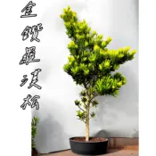 金鑽羅漢松 金鑽羅漢松盆栽 晶鑽羅漢松 羅漢松