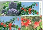 【流動郵幣世界】86年特366花卉郵票－木本花(空白)原圖明信片