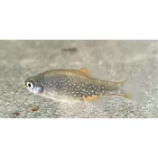 火翅金鑽綜合商品目錄