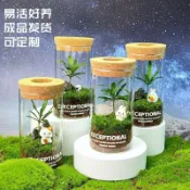 💖榀閣傢俱店💖苔蘚微景觀生態瓶羅漢松懶人辦公桌好物放輕鬆解壓小綠植節日禮品