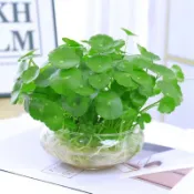 高雄現發 銅錢草種子（多入裝） 四季種植 土培水培綠植桌面陽台盆栽金錢草招財旺宅魚缸造景四季種植旺風水除甲醛馬蹄金種子