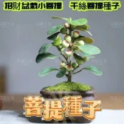 沐耕園|👍🎇現貨速寄【菩提種子】菩提樹種子 小盼菩 千絲菩提 紫檀 盆栽植物 招財運植物 菩提子種子 小盼菩提樹種子
