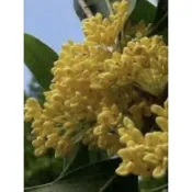 霏霏園藝   日本黃金香水桂花高度50-60公分5吋盆