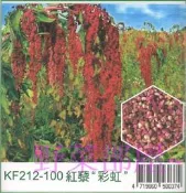 【野菜部屋~】Q13 紅藜種子10公克(約9000粒) 富含多種營養成份 ~