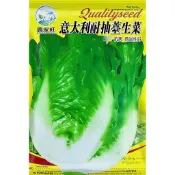 【台灣原裝義大利生菜種子 】義大利羅蔓萵苣 蘿美生菜 原裝進口 翠玉生菜 爽脆耐熱 四季可種 家庭菜園 盆栽陽台
