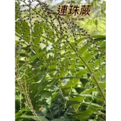 『525生態植物園』連珠蕨（原生植物，蕨類，觀葉或觀賞植物）