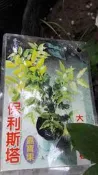 水果苗 ** 保利斯塔嘉寶果 ** 4.5吋盆/高25-30cm/樹葡萄【花花世界玫瑰園】OvO