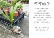 心栽花坊-可可椰子/椰子樹/椰子水/水果苗/售價300特價250