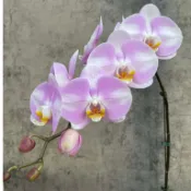 蝴蝶蘭分生苗 Phal. Star's Chanel  明星香奈兒分生苗