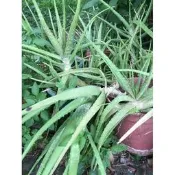 紅舖子 陽台植物。食用藥用植物 ** 蘆薈 ** 8吋盆/高30cm 清熱消炎。