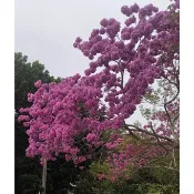 風鈴木苗蝦取宅配 紅花風鈴木洋紅風鈴木黃金風鈴木約100公分種在移植袋品種差別去裡面滿4棵出貨可合併其它品項
