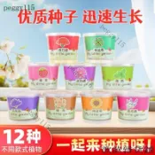 種植小盆栽禮物貓草薄荷種子桌麵綠植迷你創意盆栽嚮日葵草莓種植