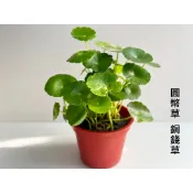 銅錢草 金錢草 錢幣草 招財草 室內植物 觀葉 淨化空氣