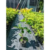 【寬乘職人】桂花苗 四季桂 香花植物