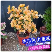 九重葛八寸強力矮化盆栽(各色都有賣)✅進口✅非常漂亮 九重葛 畫報九重葛 黃金九重葛 橘色九重葛 紫色九重葛 紅色九重葛