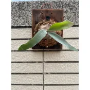 編號60，OMO白色戀人,已上板鹿角蕨(穩定成長）