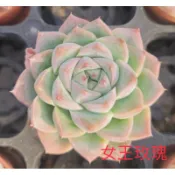 多肉植物-2寸盆女王玫瑰-慈碩農場嚴選繁殖進口多肉