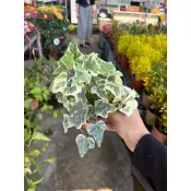 田尾詠泉農園/3寸盆/桌上小品/常春藤/白雪姬常春藤/迷彩常春藤/室內植物