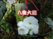 ╭＊田尾玫瑰園＊╯櫻花苗-(八重大島櫻)3.5吋高30-40cm200元