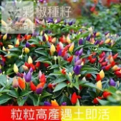 百花園藝 【陽台盆栽推薦】七彩觀賞辣椒種子 五彩變色可食用 新手輕鬆種植繽紛果實 陽台盆栽首選 辣度適中 現貨高發芽率