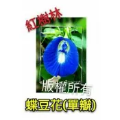 【紅樹林】 單瓣蝶豆花(種子)~每份30粒