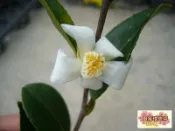 ╭＊田尾玫瑰園＊╯經濟樹種(大果白花)苦茶(油茶)高35cm100元..果實可以提煉苦茶油
