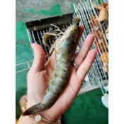 【極海鮮】消費滿$3000，送超商冷凍店取免運_馬來西亞/泰國活凍生白蝦，活凍的超好吃