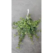 盆栽 長春藤 6吋盆 常春藤 空氣清淨  室內植物 半日照