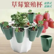 (店+)【欣榮園藝資材行】草莓繁殖杯 贈草莓插 育苗杯 育苗盆 繁殖盆 走莖繁殖杯 繁殖杯 種植杯 草莓育苗盆