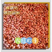 （育鸚坊）大紅松子 鸚鵡零食 鸚鵡獎勵品