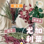 (店+)【璟采職人】永生尤加利葉 尤加利細葉 尤加利圓葉 尤加利蘋果葉 不凋尤加利 乾燥花 永生花 不凋花 花材 花束 捧花