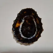 蜘蛛網笠螺Patella granatina6.2公分