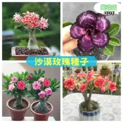 ✔💯【沙漠玫瑰種子】 門前轉運花卉 限時搶購正品💯沙漠玫瑰種子 多彩品種超多花色 四季種植 沙漠玫瑰 稀有品種養不死花
