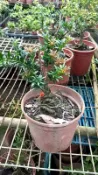 芳苑樹花苗農場：小紅帽羅漢松