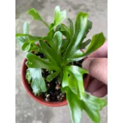 爆炸頭 山蘇 ｜3吋盆～空氣淨化蕨類植物⋯